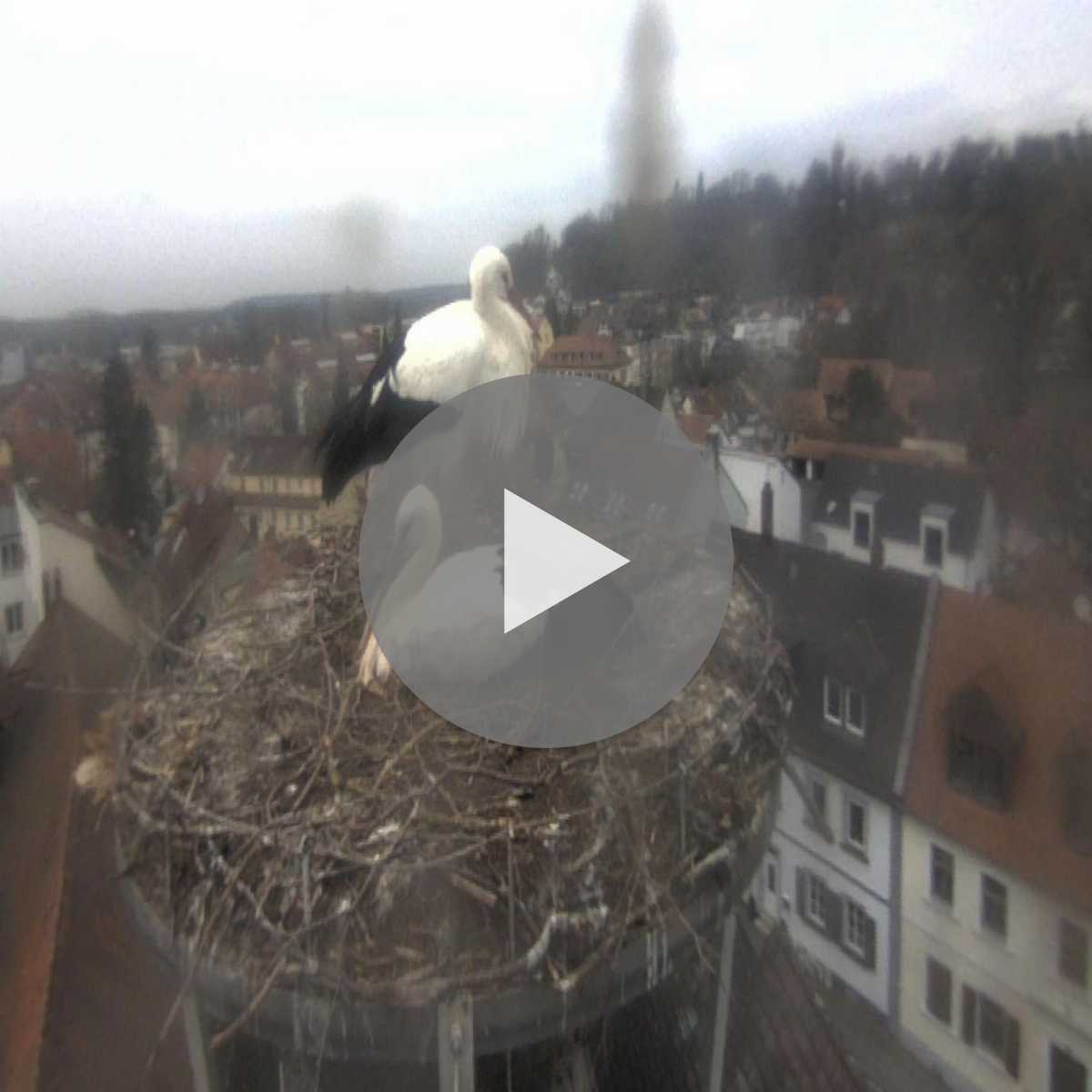 Zachenberg webcam