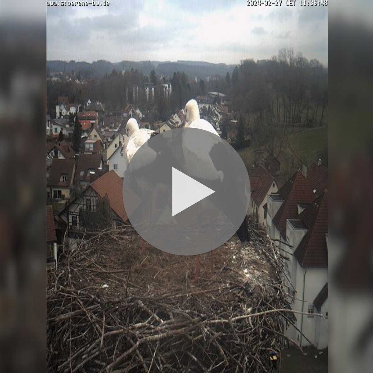 Schallstadt webcam