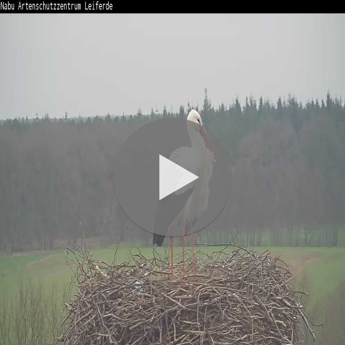 Reppenstedt webcam