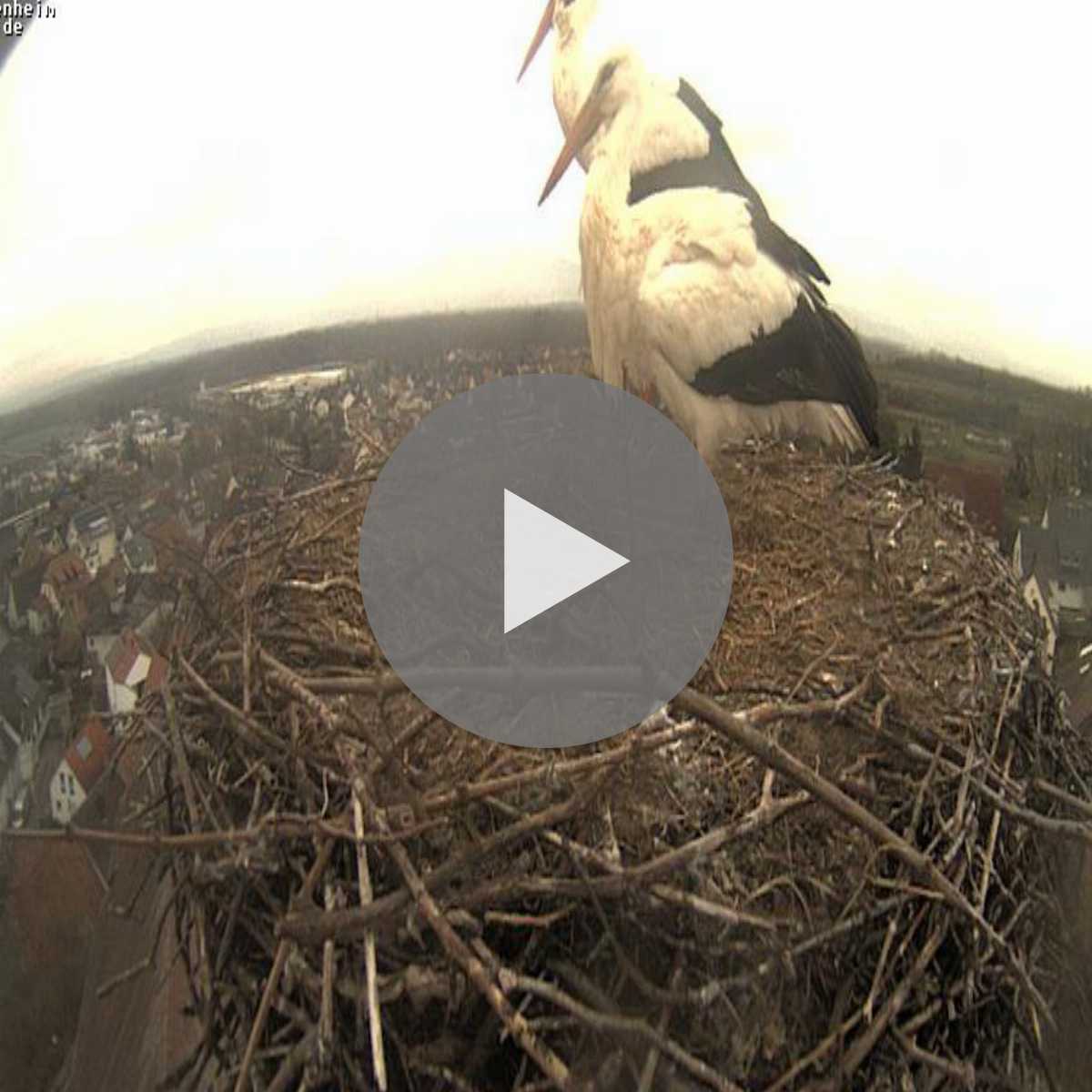 Schallstadt webcam