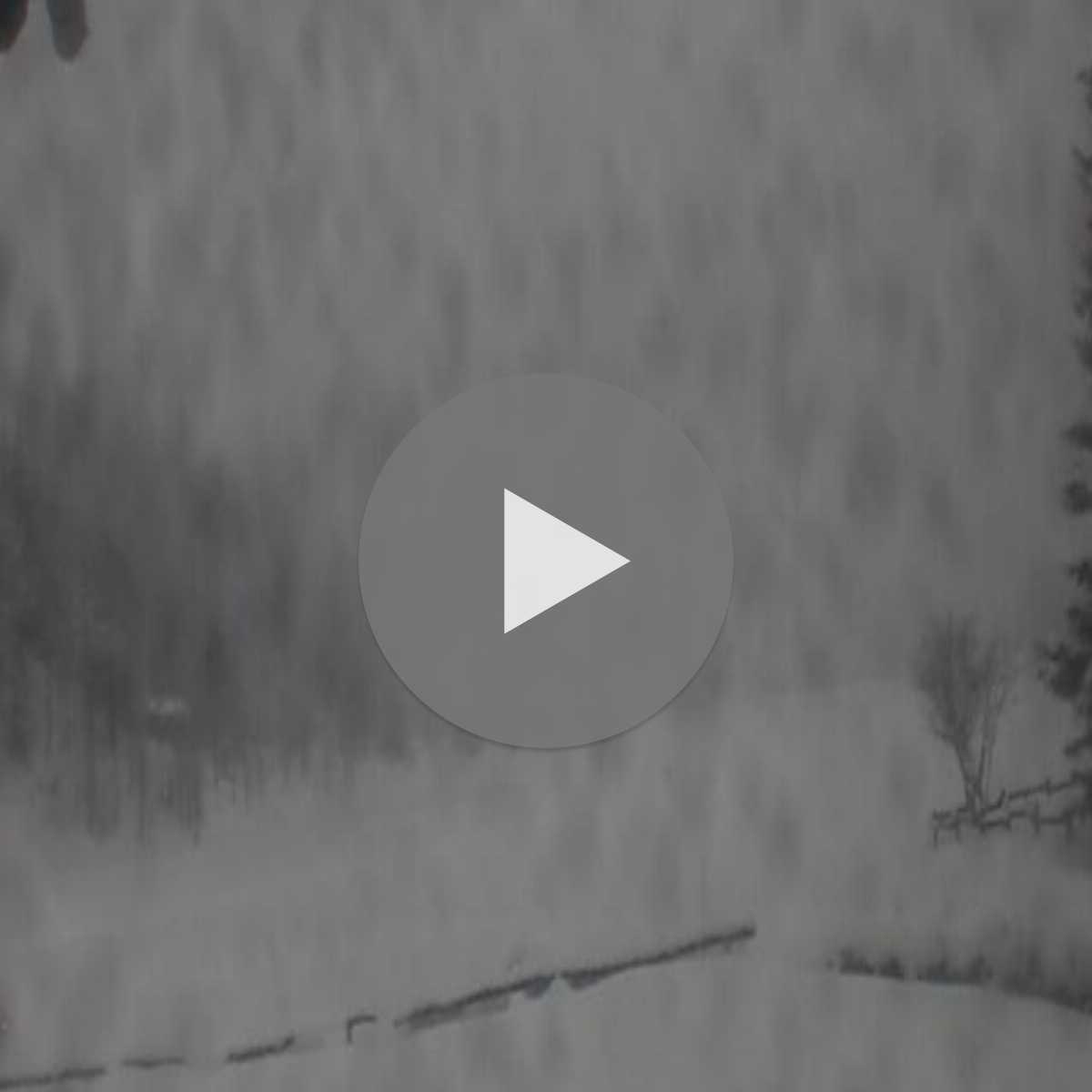Chiappi webcam
