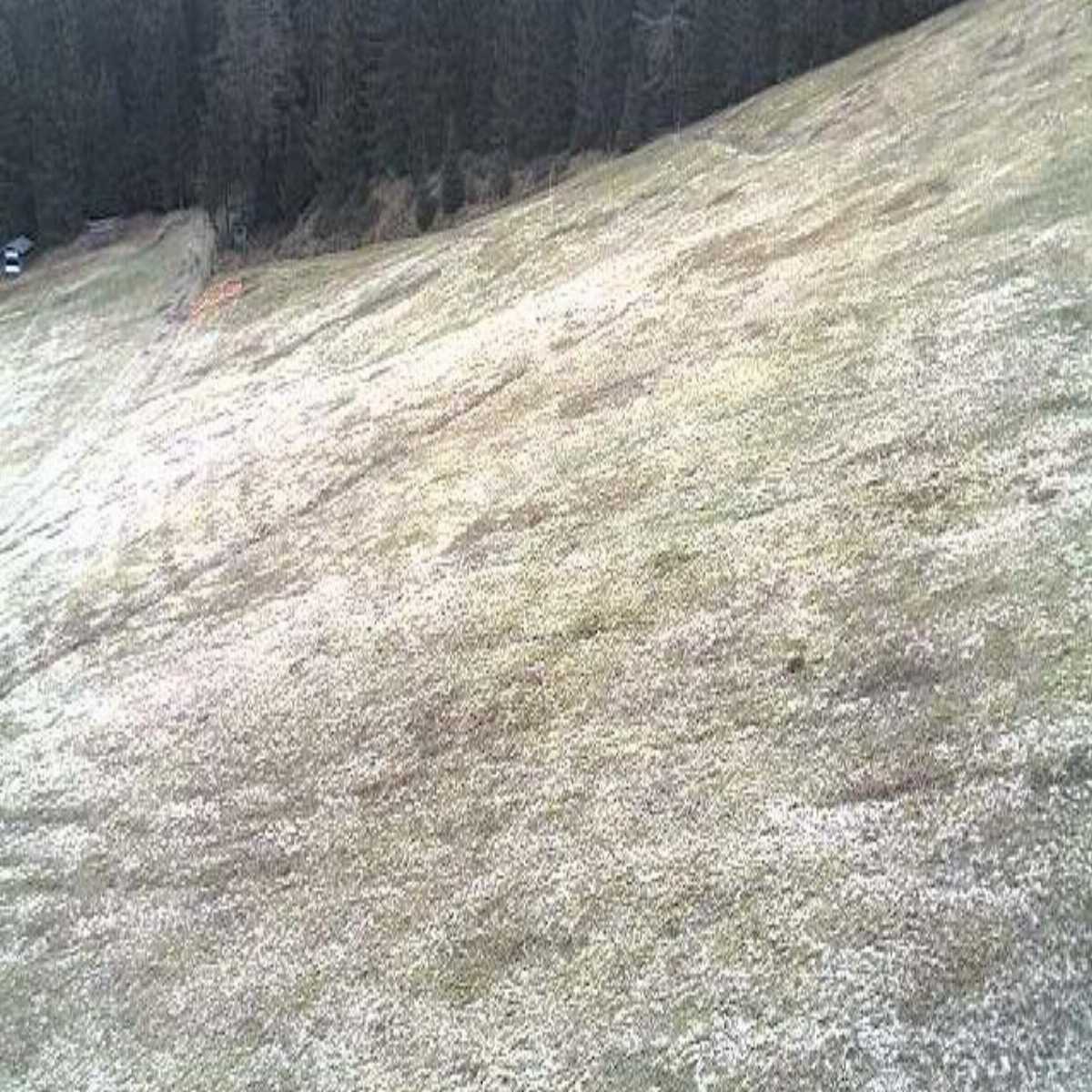 Schallstadt webcam