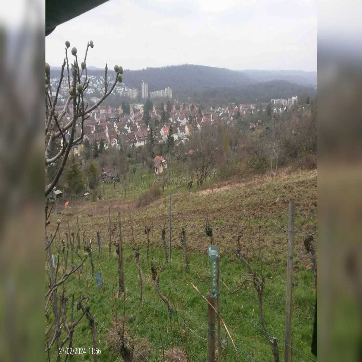 Schallstadt webcam
