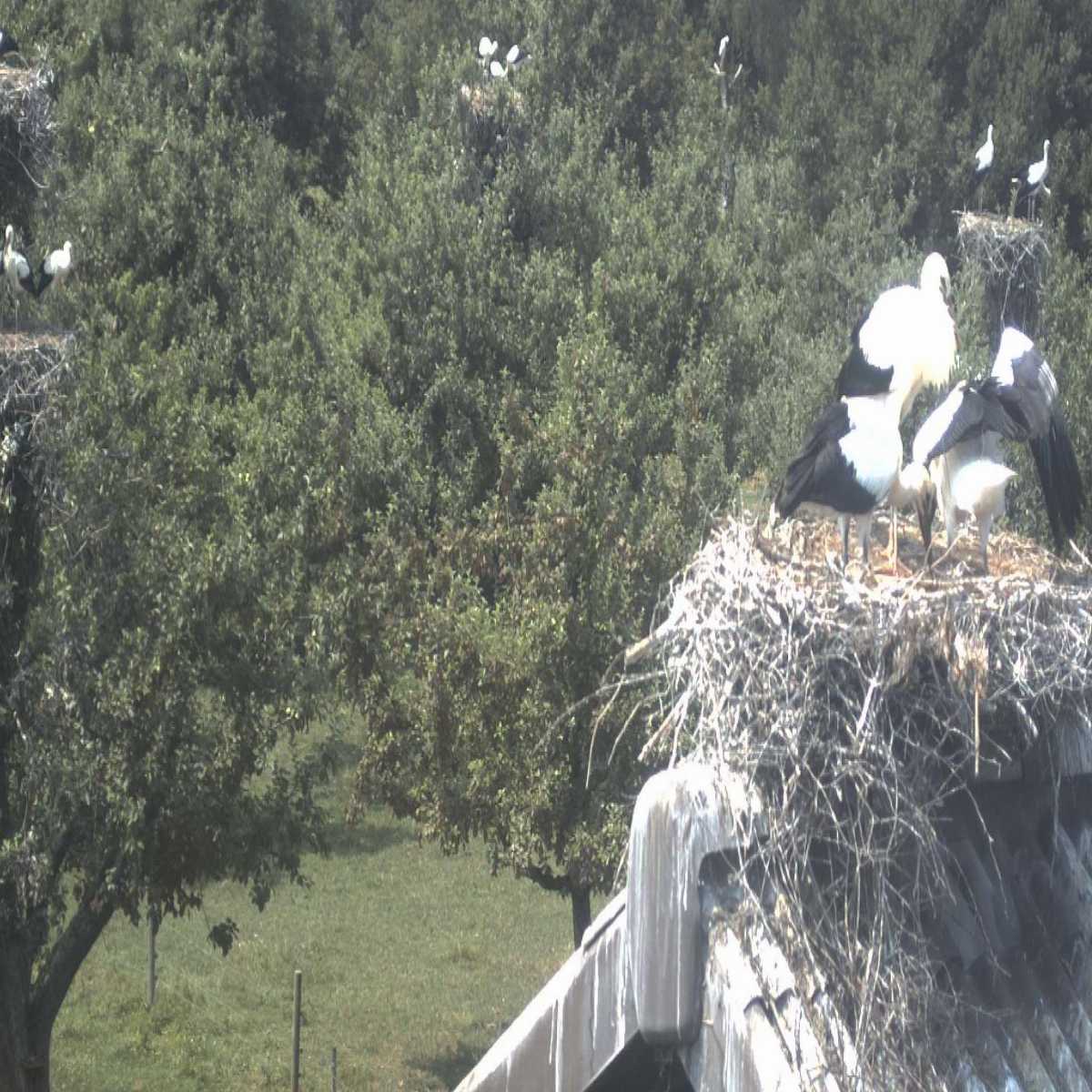 Brugg webcam
