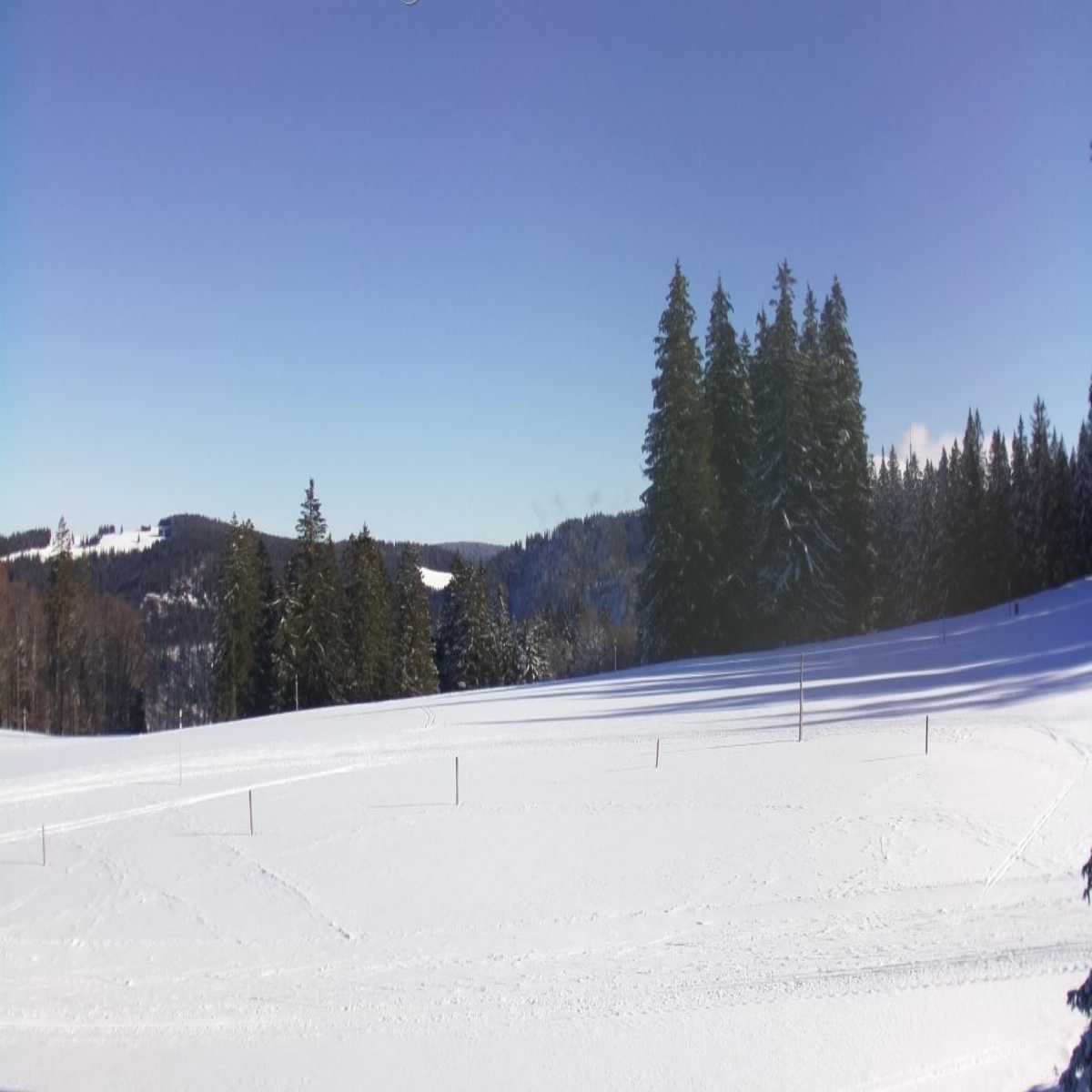 Schallstadt webcam