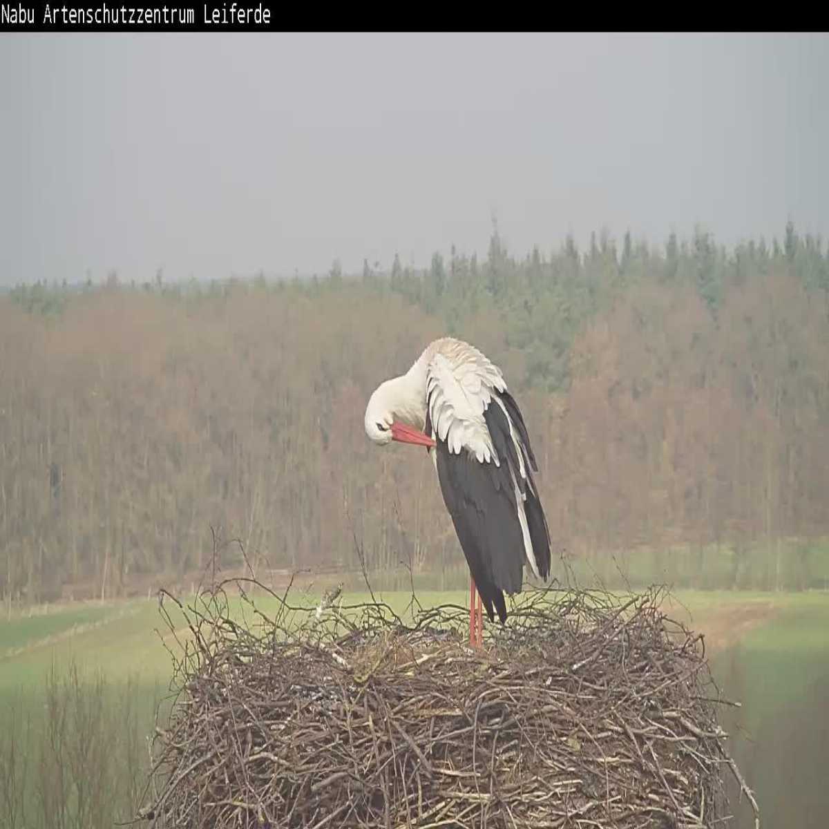 Reppenstedt webcam