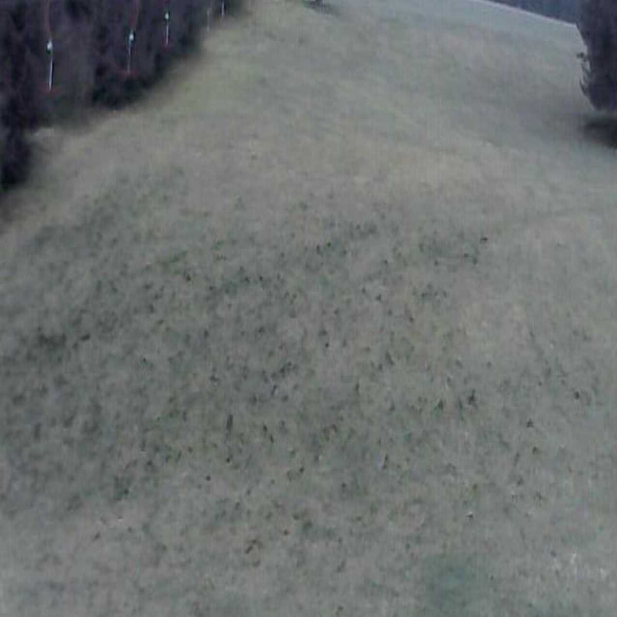 Schallstadt webcam