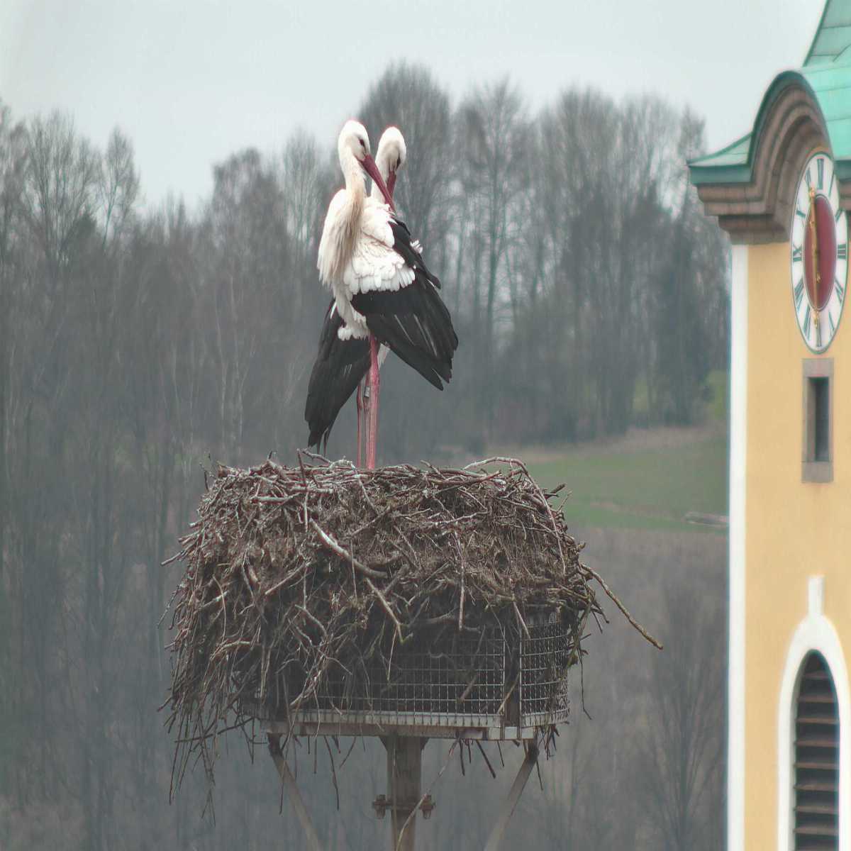 Zachenberg webcam