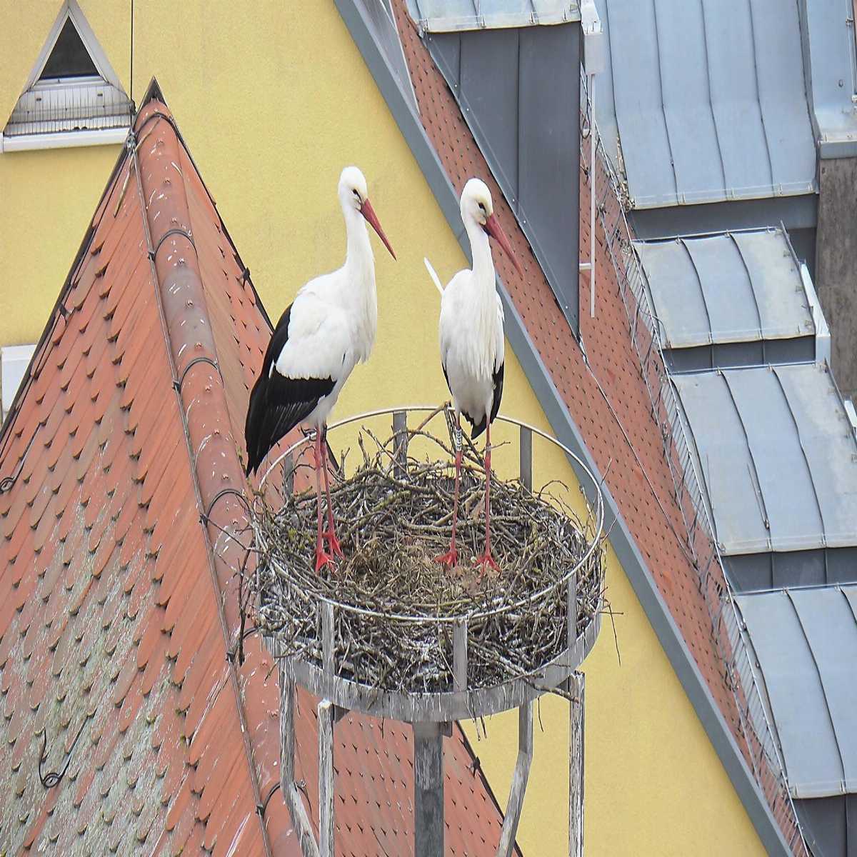 Schallstadt webcam