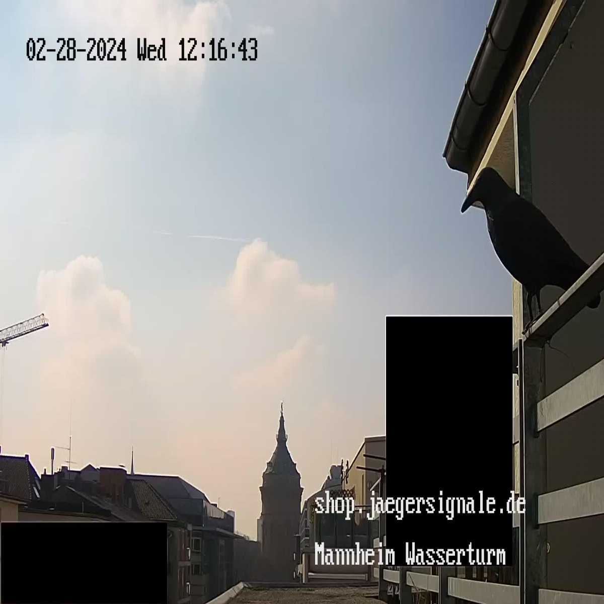 Schallstadt webcam