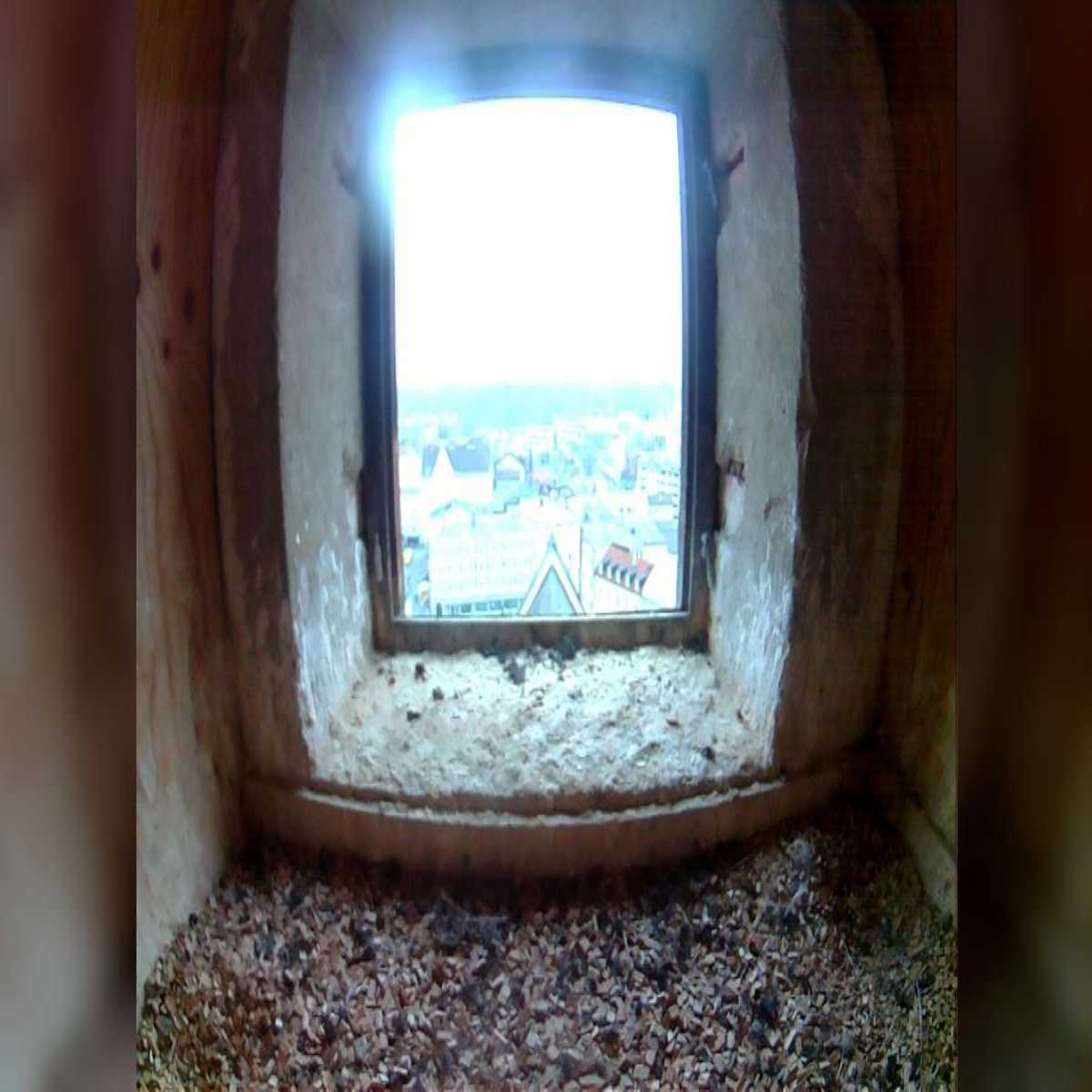 Zachenberg webcam